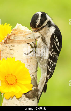 Un pic pour picorer la nourriture. Banque D'Images