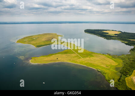 Vue aérienne, echelle de bétail et à la vache allaitante, troupeau, Pierre Grosser Schwerin corne, péninsule dans la réserve naturelle de la Müritz, Müritz Banque D'Images