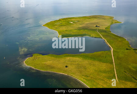 Vue aérienne, echelle de bétail et à la vache allaitante, troupeau, Pierre Grosser Schwerin corne, péninsule dans la réserve naturelle de la Müritz, Müritz Banque D'Images