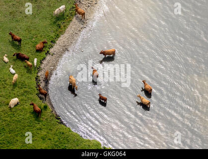 Vue aérienne, echelle de bétail et à la vache allaitante, troupeau, Pierre Grosser Schwerin corne, péninsule dans la réserve naturelle de la Müritz, Müritz Banque D'Images