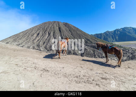 Le cheval au Mont Bromo volcan, la vue magnifique de Mt. Bromo situé dans le Parc National de Bromo Tengger Semeru, Java Est, en Banque D'Images