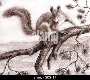 Dessin au crayon sur une branche de pin écureuil Banque D'Images