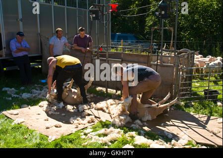 Tonte de moutons à Llanthony afficher près de Abergavenny Monmouthshire South Wales UK Banque D'Images