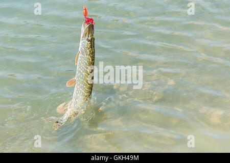 Le grand brochet Esox lucius accroché par un leurre de pêche au cours de cast Banque D'Images