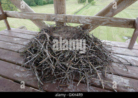 Grand corbeau Corvus corax ( Soontagana Maalinn ), nichent dans le guet, comté de Pärnu, Estonie Banque D'Images