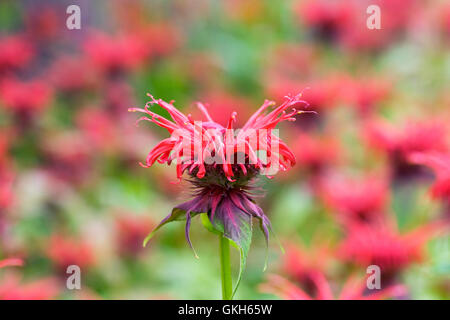 Monarda didyma 'Squaw'. Fleurs de bergamote. Banque D'Images