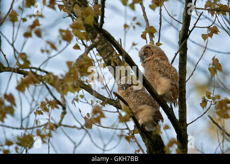 Les jeunes Chouettes Hulottes (Strix Aluco enr / Waldkauz ), dormir à l'envol, haut perchées dans un arbre. Banque D'Images