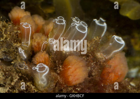 Keulen-Seescheide Glaskeulen-Seescheide Keulenseescheide,,, Clavelina lepadiformis, lampe sea squirt, tête d'épingle, squirt ligh Banque D'Images