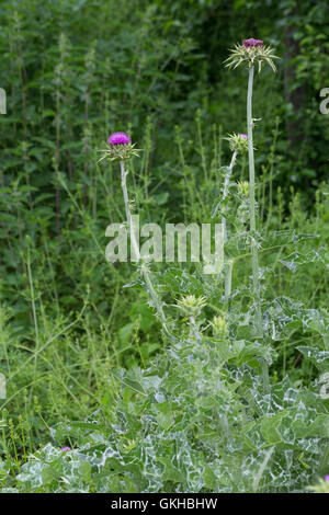 Mariendistel, Christi Krone, Donnerdistel Fieberdistel Frauendistel,,, Silybum marianum, syn. Carduus marianus, chardon de lait, Ma Banque D'Images