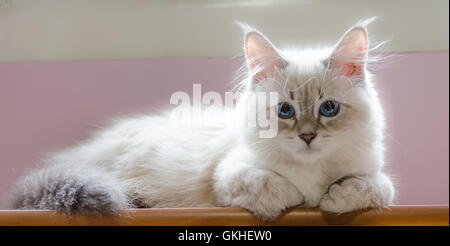 Un petit chiot chat sibérien blanc près de la fenêtre Banque D'Images