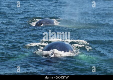 Les baleines à bosse au large de la côte du Massachusetts, bouche ouverte l'alimentation, plongée, violer Banque D'Images