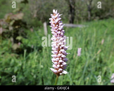 De son nom scientifique, la bistorte amphibie Persicaria amphibia ou Polygonum amphibium Banque D'Images