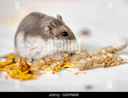 Hamster nain de Russie Banque D'Images