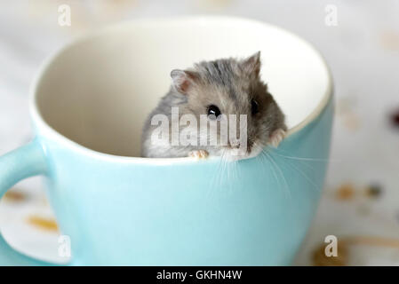 Hamster nain de Russie dans un verre Banque D'Images