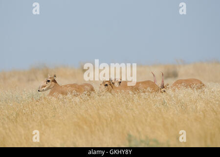 Sauvages en voie de disparition les antilopes Saïga (Saiga tatarica) dans la steppe. Banque D'Images