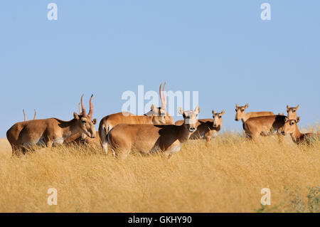 Sauvages en voie de disparition les antilopes Saïga (Saiga tatarica) dans la steppe. Banque D'Images