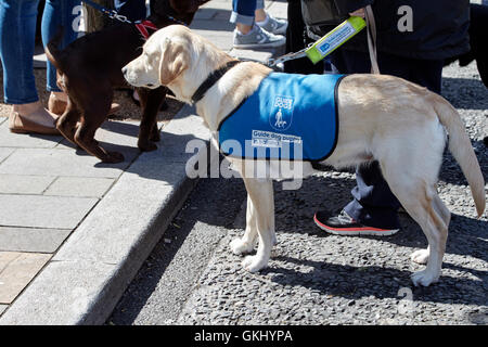 Labrador chiot chien-guide dans la formation au Royaume-Uni Banque D'Images