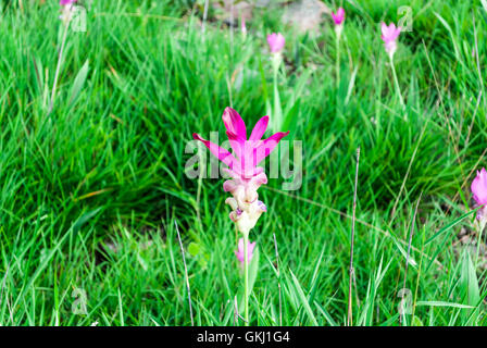 Close-Up à Siam Tulip Rose Blooming Meadow Banque D'Images
