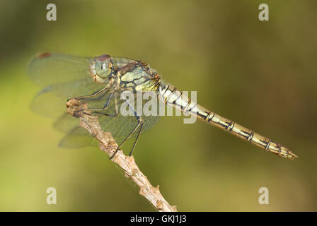 À pâte rouge vert (Sympetrum fonscolombii) Banque D'Images