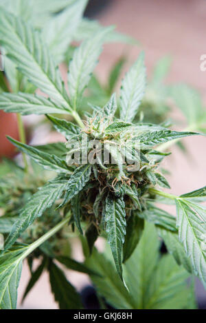 De nouveaux bourgeons qui poussent sur une plante de cannabis marijuana : close up Banque D'Images