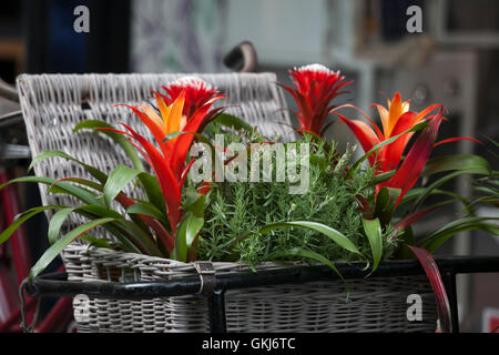 Billbergia Bromelia Kyoto et la floraison des plantes ornementales. Couleur rouge ornement une plante en fleurs dans un panier en osier à l'ent Banque D'Images