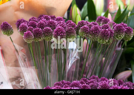 Couleur pourpre oignon (Allium bulgaricum ornementales) Banque D'Images