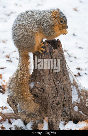 Écureuil de renard de l'est (Sciurus niger) adulte perché sur une souche d'arbre mangeant, hiver, est de l'Amérique du Nord, par Skip Moody/Dembinsky photo Assoc Banque D'Images