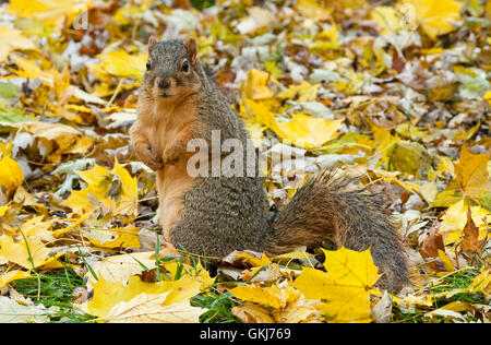 Fox est l'Écureuil roux (Sciurus niger) le sol de la forêt, à la recherche de nourriture, l'automne, en Amérique du Nord E Banque D'Images