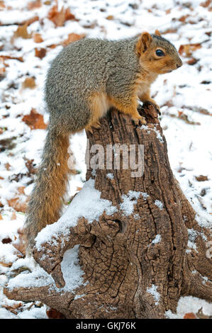 Fox est l'Écureuil roux (Sciurus niger) des profils perché sur souche d'arbre,l'hiver, l'Est de l'Amérique du Nord Banque D'Images