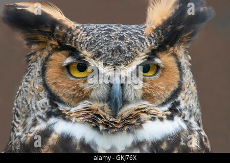 Vue de face de la grande chouette à cornes Bubo virginianus Eastern N America, par Skip Moody/Dembinsky photo Assoc Banque D'Images