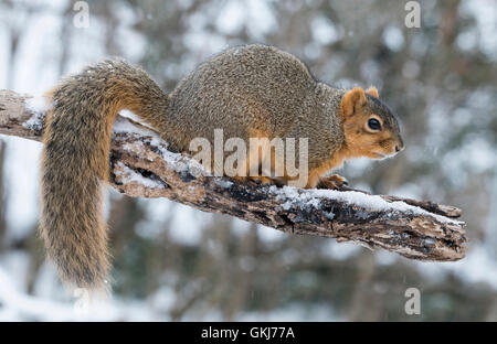 Écureuil de renard de l'est (Sciurus niger) sur le membre d'arbre, hiver, est des États-Unis, par Skip Moody/Dembinsky photo Assoc Banque D'Images