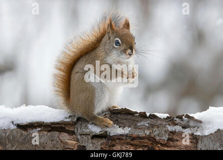 Écureuil roux de l'est à la recherche de nourriture (Tamiasciurus ou Sciurus hudsonicus), hiver, E Amérique du Nord, par Skip Moody/Dembinsky photo Assoc Banque D'Images