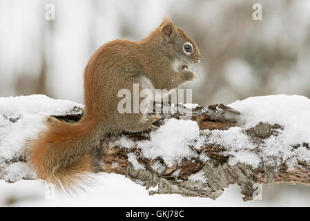 Écureuil roux de l'est manger un gland (Tamiasciurus ou Sciurus hudsonicus), hiver, est Amérique du Nord, par Skip Moody/Dembinsky photo Assoc Banque D'Images