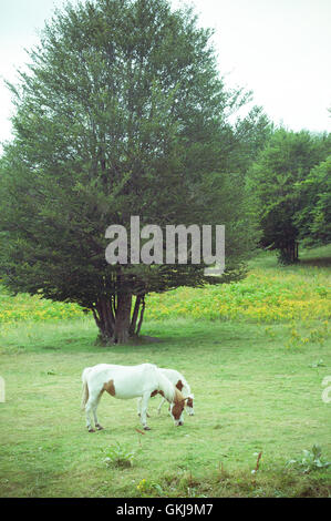 Chevaux blancs symbole de maternité mère et fils le pâturage sur meadow en campagne Banque D'Images