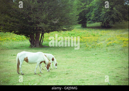 Chevaux blancs symbole de maternité mère et fils le pâturage sur meadow en campagne Banque D'Images