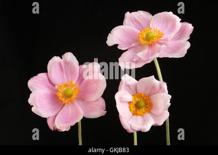 Trois fleurs Anémone japonaise contre black isolés Banque D'Images