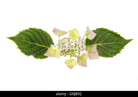 Hortensia Lacecap fleur et feuillage isolés contre white Banque D'Images