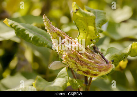 Gros plan de l'Asclepias syriaca asclépiade fruits, également appelé ou silkweed. Cette usine produit du latex Banque D'Images