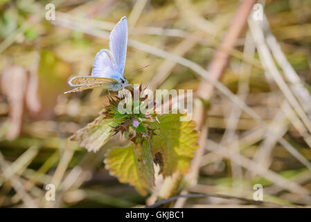 Polyommatus Icarus ou bleu commun papillon sur une fleur d'ortie Banque D'Images