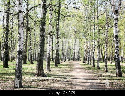 Premier Printemps feuilles vertes sur birch alley Banque D'Images