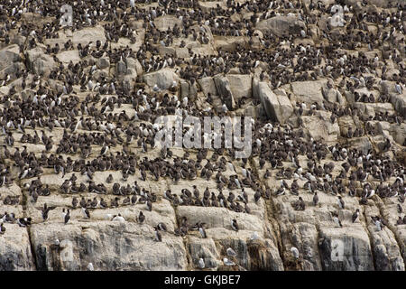 Des centaines d'oiseaux, les Guillemots et mouettes tridactyles, à coastal colonie de nidification, Iles Farne, Northumberland, Angleterre Banque D'Images