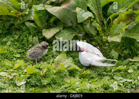 Une sterne arctique (Sternus paradisaea) avec un poussin assis parmi la végétation, Iles Farne, Northumberland, Angleterre Banque D'Images