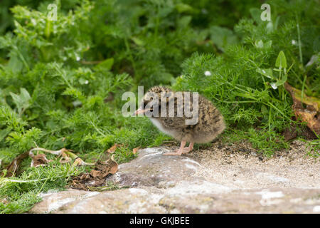 Une sterne arctique (Sternus paradisaea) chick assis parmi la végétation, Iles Farne, Northumberland, Angleterre Banque D'Images