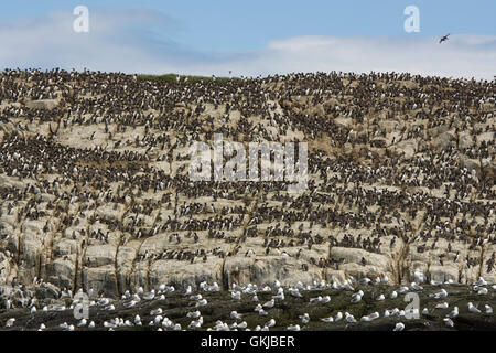 Des centaines d'oiseaux, les Guillemots et mouettes tridactyles, à coastal colonie de nidification, Iles Farne, Northumberland, Angleterre Banque D'Images