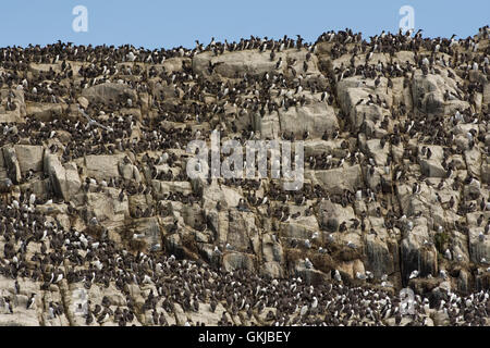 Des centaines d'oiseaux, les Guillemots et mouettes tridactyles, à coastal colonie de nidification, Iles Farne, Northumberland, Angleterre Banque D'Images