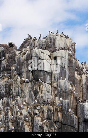 Des centaines d'oiseaux, les Guillemots et mouettes tridactyles, à coastal colonie de nidification, Iles Farne, Northumberland, Angleterre Banque D'Images