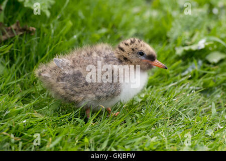 Une sterne arctique (Sternus paradisaea) chick assis parmi la végétation, Iles Farne, Northumberland, Angleterre Banque D'Images