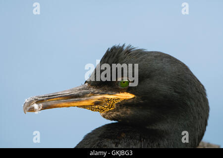 European Shag (Phalacrocorax aristotelis) close up de tête adultes en plumage nuptial, Iles Farne, Northumberland, Angleterre Banque D'Images