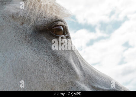 Oeil de chevaux Banque D'Images