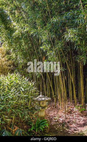 Jardin de bambous au Jardin botanique de la Villa Carlotta, Tremezzina, Lac de Côme, Lombardie, Italie Banque D'Images